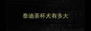 泰迪茶杯犬有多大