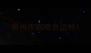 惠州市咖啡色边牧