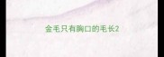 金毛只有胸口的毛长