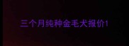 三个月纯种金毛犬报价