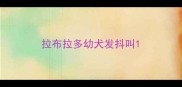 拉布拉多幼犬发抖叫