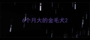 6个月大的金毛犬