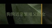狗狗近亲繁殖父配女
