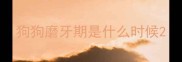 狗狗磨牙期是什么时候
