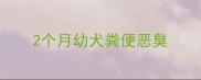 2个月幼犬粪便恶臭