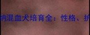 哈士奇罗威纳混血犬培育全性格护理与市场前景