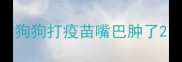 狗狗打疫苗嘴巴肿了