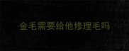 金毛需要给他修理毛吗