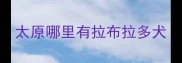 太原哪里有拉布拉多犬