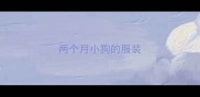 两个月小狗的服装