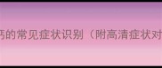 小狗缺钙的常见症状识别附高清症状对比图