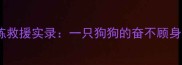 拉布拉多训练救援实录一只狗狗的奋不顾身如何炼成