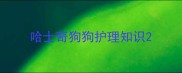 哈士奇狗狗护理知识