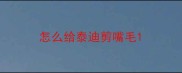 怎么给泰迪剪嘴毛