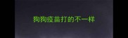 狗狗疫苗打的不一样