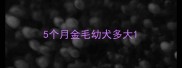 5个月金毛幼犬多大