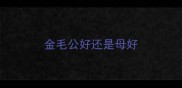 金毛公好还是母好