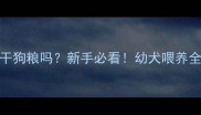 两个月泰迪能吃干狗粮吗新手必看幼犬喂养全攻略与注意事项