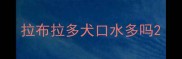 拉布拉多犬口水多吗