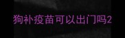 狗补疫苗可以出门吗