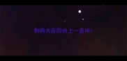 狗狗关在阳台上一直叫
