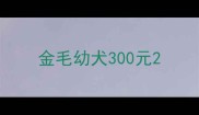 金毛幼犬300元
