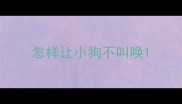 怎样让小狗不叫唤