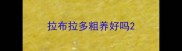 拉布拉多粗养好吗