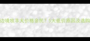 黑头边境牧羊犬价格亲民5大低价原因及选购指南