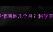 拉布拉多幼犬发情期是几个月科学养护指南与症状