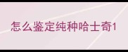 怎么鉴定纯种哈士奇