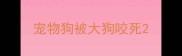 宠物狗被大狗咬死