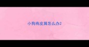 小狗有皮屑怎么办