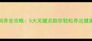 拉布拉多饲养全攻略5大关键点助你轻松养出健康聪明好犬