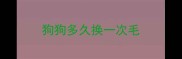狗狗多久换一次毛