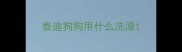 泰迪狗狗用什么洗澡