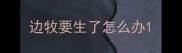 边牧要生了怎么办