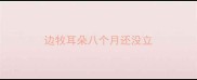 边牧耳朵八个月还没立