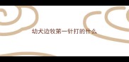 幼犬边牧第一针打的什么