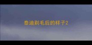 泰迪剃毛后的样子