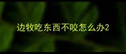 边牧吃东西不咬怎么办