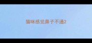 猫咪感觉鼻子不通