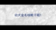 幼犬金毛咳嗽干呕