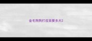 金毛狗狗打疫苗要多大