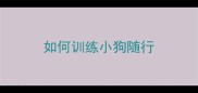 如何训练小狗随行