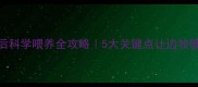 边牧一岁后科学喂养全攻略5大关键点让边牧健康到10岁