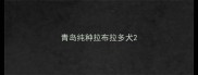 青岛纯种拉布拉多犬