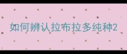 如何辨认拉布拉多纯种