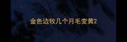 金色边牧几个月毛变黄