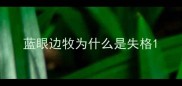 蓝眼边牧为什么是失格